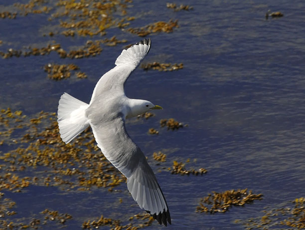 Pikkukajava, Black-legged Kittiwake, Rissa tridactyla